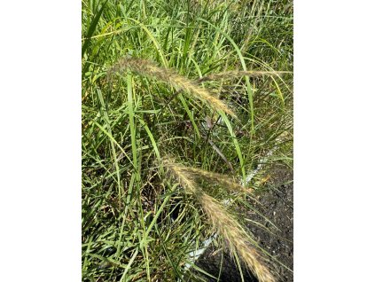 Dochan africký 'Skyrocket'