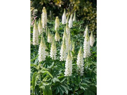 Vlčí bob 'Noblemaiden' v květináči