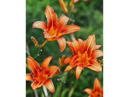 Denivka 'Autumn red' v květináči