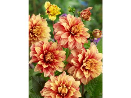 Jiřina 'Dazzling magic' v květináči