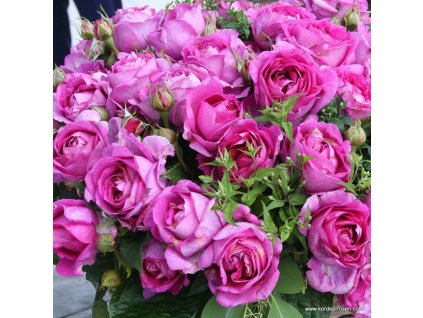 405f4e717d60594fcb2836637ef7ab3f09586f4d