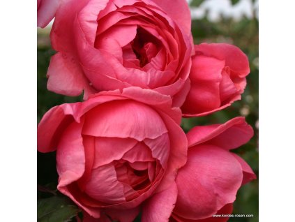 071eac67a49ce7f4046beeef262fe618248b4981