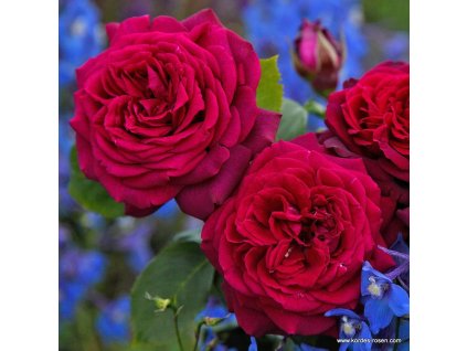 8d995594f91b2f2c594dc7134bc1b4e917eb1378