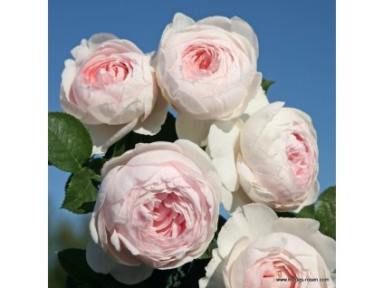 eed39f26ddfc19a972d32d74d631b894952b4ef6