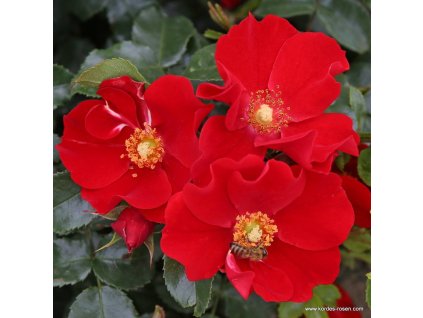 639c8693ad8865a00d7ece500866e4c286a8f8fd