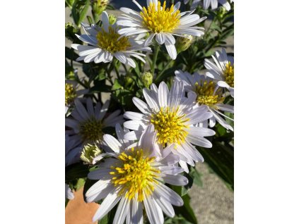 Hvězdnička slanistá panonská v květináči