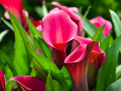 FA 07 0717 Zantedeschia Red