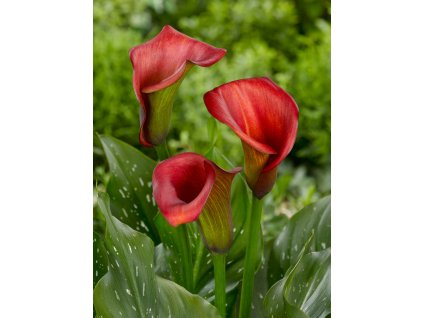 2528 2 kala callafornia red 1 ks