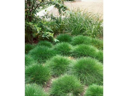 Kostřava medvědí v květináči