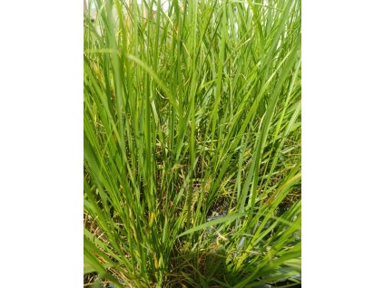 Dochan psárkovitý 'Foxtrot'