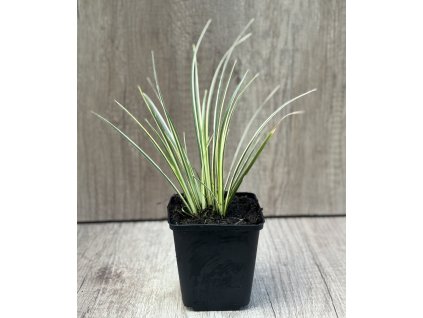 Puškvorec trávolistý 'Argenteostriatus' v květináči