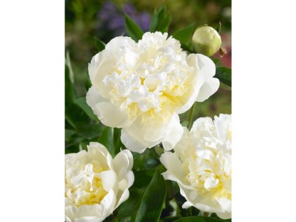 Pivoňka 'Bridal Shower' v květináči