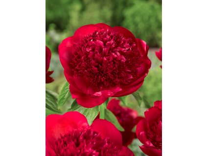 2558 1 pivonka red charm 1 ks