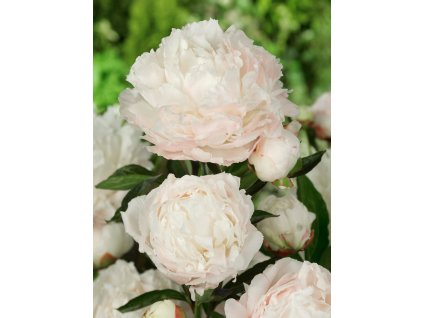 FA 08 0328 Paeonia Shirley Temple