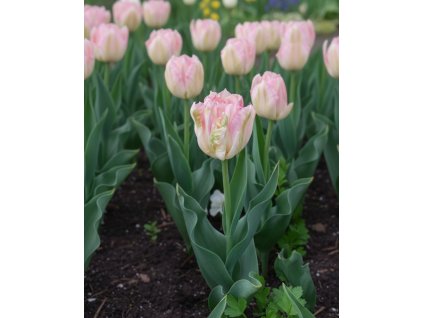 Generated Image November 21, 2025 11 03AM