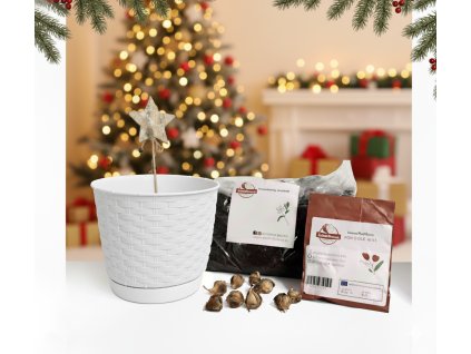 Generated Image November 28, 2025 10 22AM