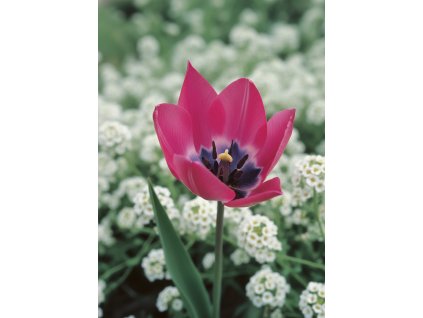 Generated Image November 21, 2025 1 01PM