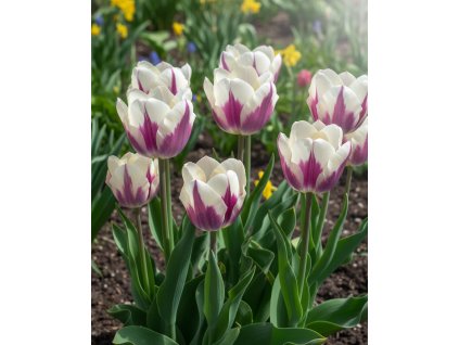 Generated Image November 21, 2025 1 58PM