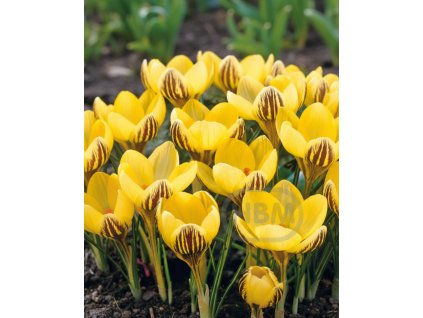 Generated Image November 21, 2025 2 08PM