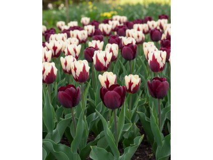 Generated Image November 21, 2025 2 15PM