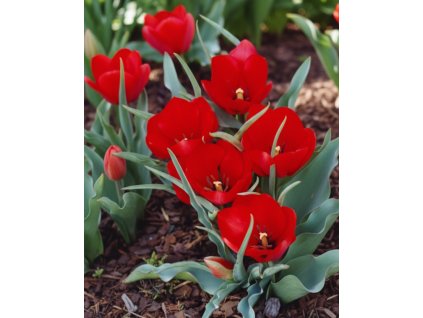 Generated Image November 21, 2025 2 39PM