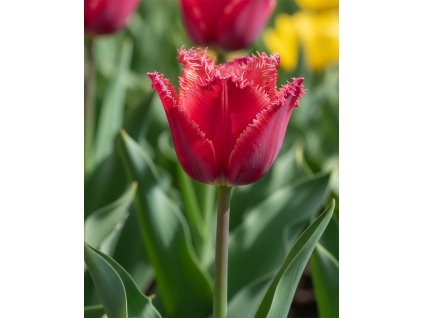 Generated Image November 21, 2025 2 48PM