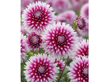 white bg result (10)