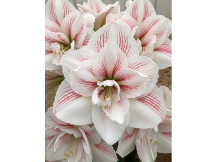 white bg result (43)