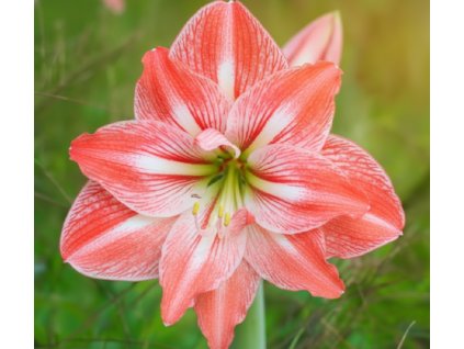 white bg result (45)