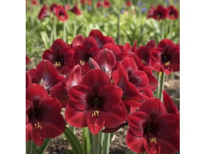 white bg result (51)