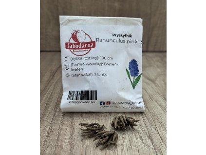 Pryskyřník 'Ranunculus pink' 3 ks