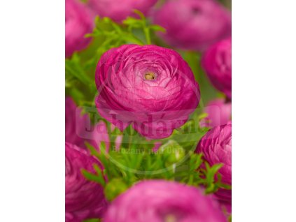 2621 2 pryskyrnik ranunculus pink 3 ks