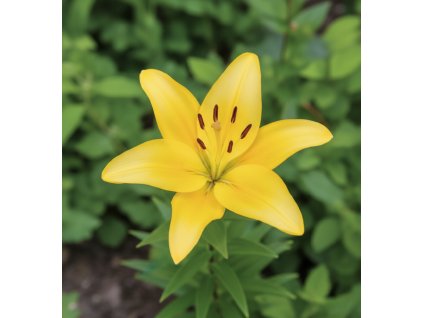 white bg result (27)