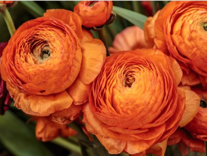 FA 11 0783 Ranunculus Orange
