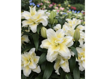 73D57E85 9889 41C2 A836 D32B06287732