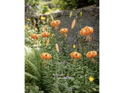 9CCC37E3 1F2F 43E3 958F 11E7A6E2E469