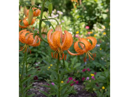 ruze v zahrade 1765194082023