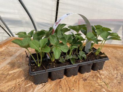 11655 jahodnik diamante 10 ks v platu zakorenele