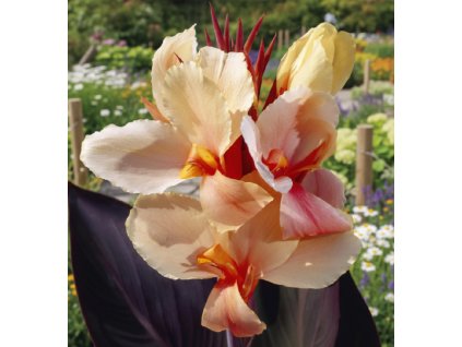 white bg result (57)