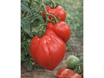 7C0A6EA4 756D 43E7 8C2D 4EB8B7BA2251