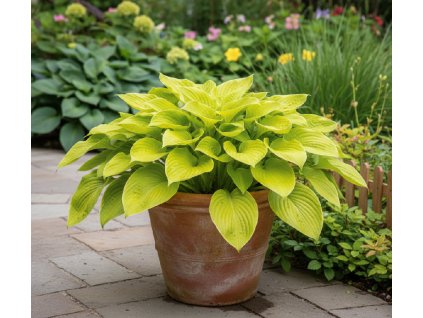 white bg result (91)