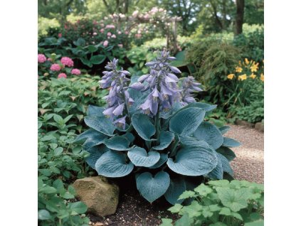 white bg result (95)