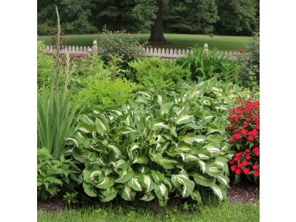 white bg result (96)