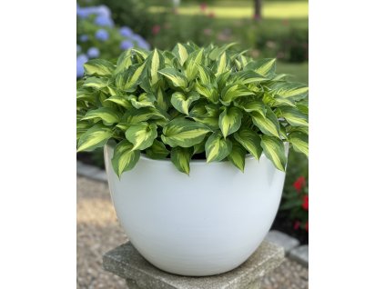 white bg result (97)