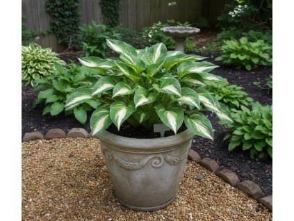 white bg result (98)