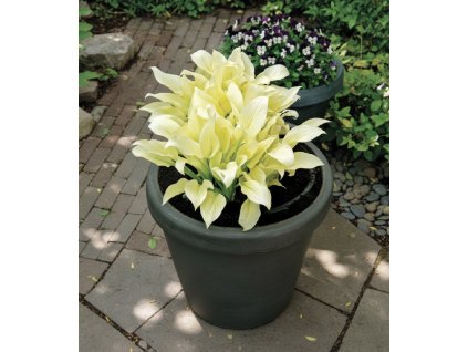 white bg result 2026 01 09T145146.639