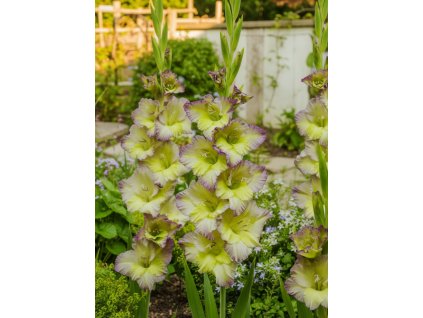 white bg result 2026 01 13T084441.931