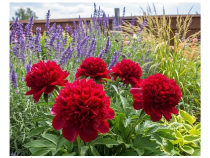 zahon navrh 1768670573126