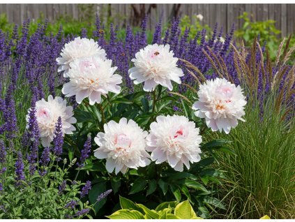 zahon navrh 1768671743390