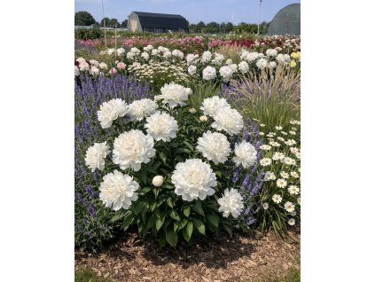 5FC09D44 31CD 4AF2 967D C31D143B59FD